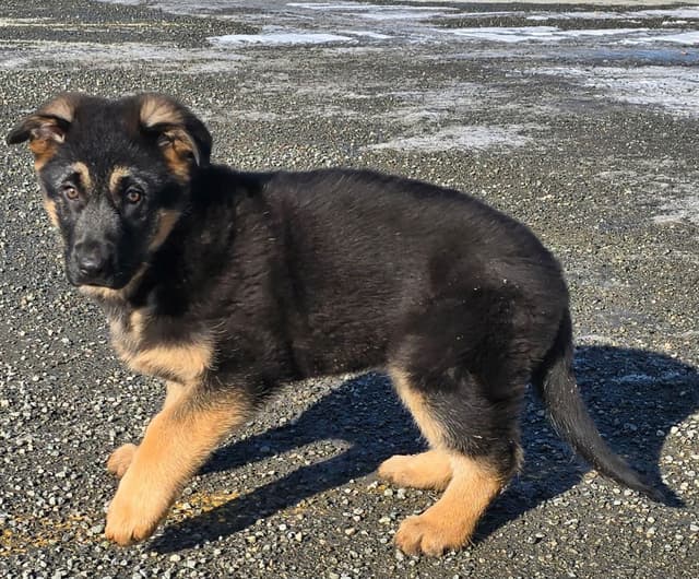 German Shepherd Dog Puppies media 5