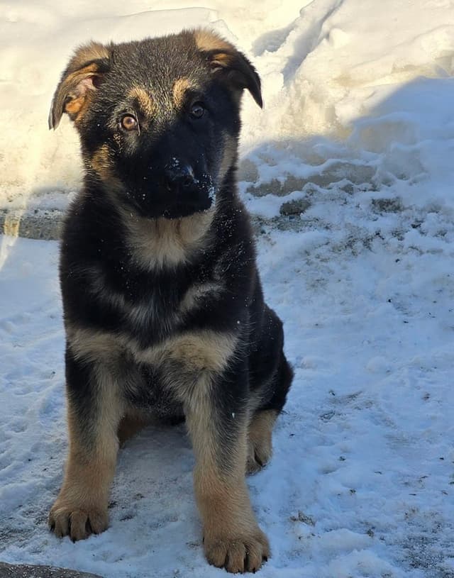 German Shepherd Dog Puppies media 4