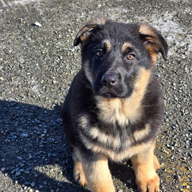 German Shepherd Dog Puppies media 6