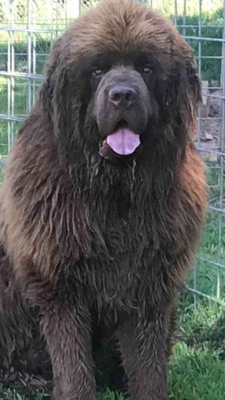 AKC Newfoundland puppies breeder image 1