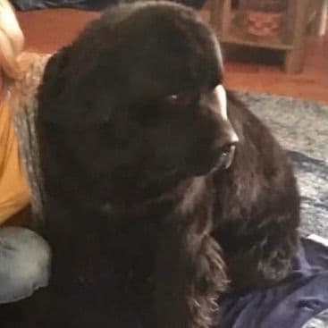 AKC Newfoundland puppies media 2