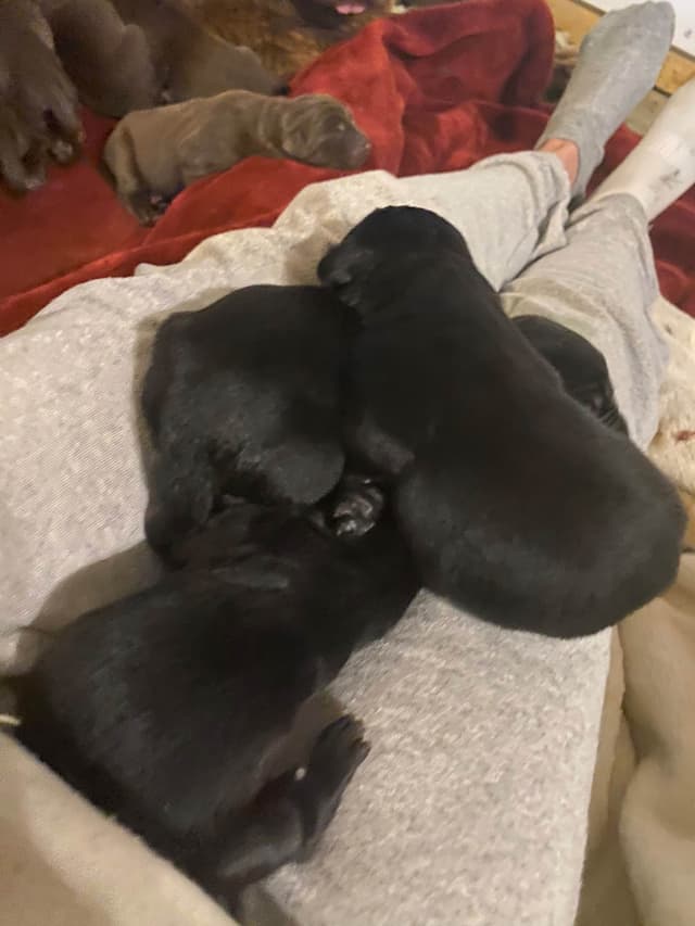 AKC Newfoundland puppies media 3