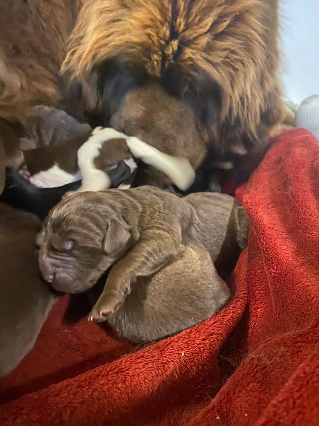 AKC Newfoundland puppies media 4