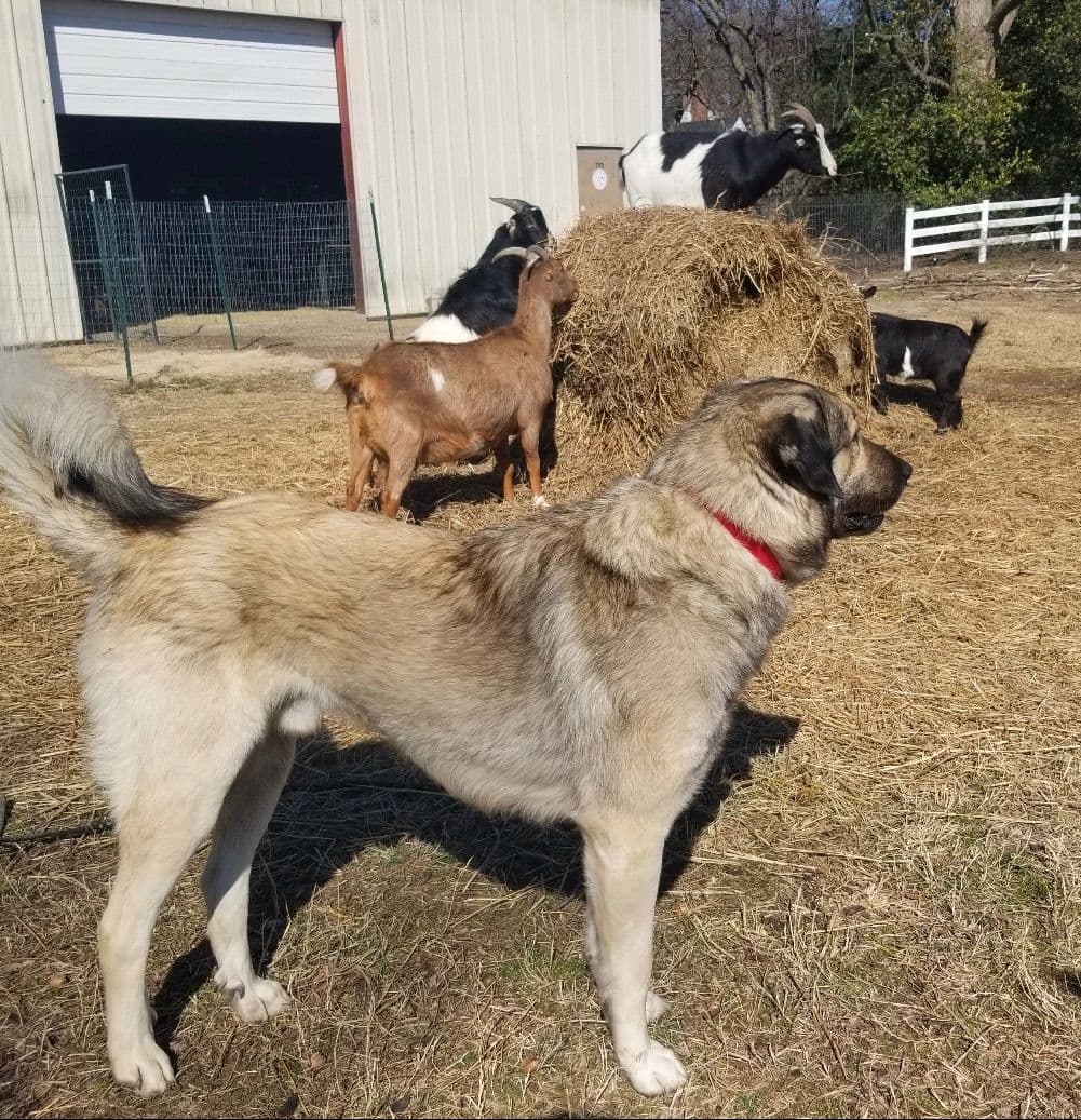 Anatolian Shepherd Dog Puppies breeder image 1