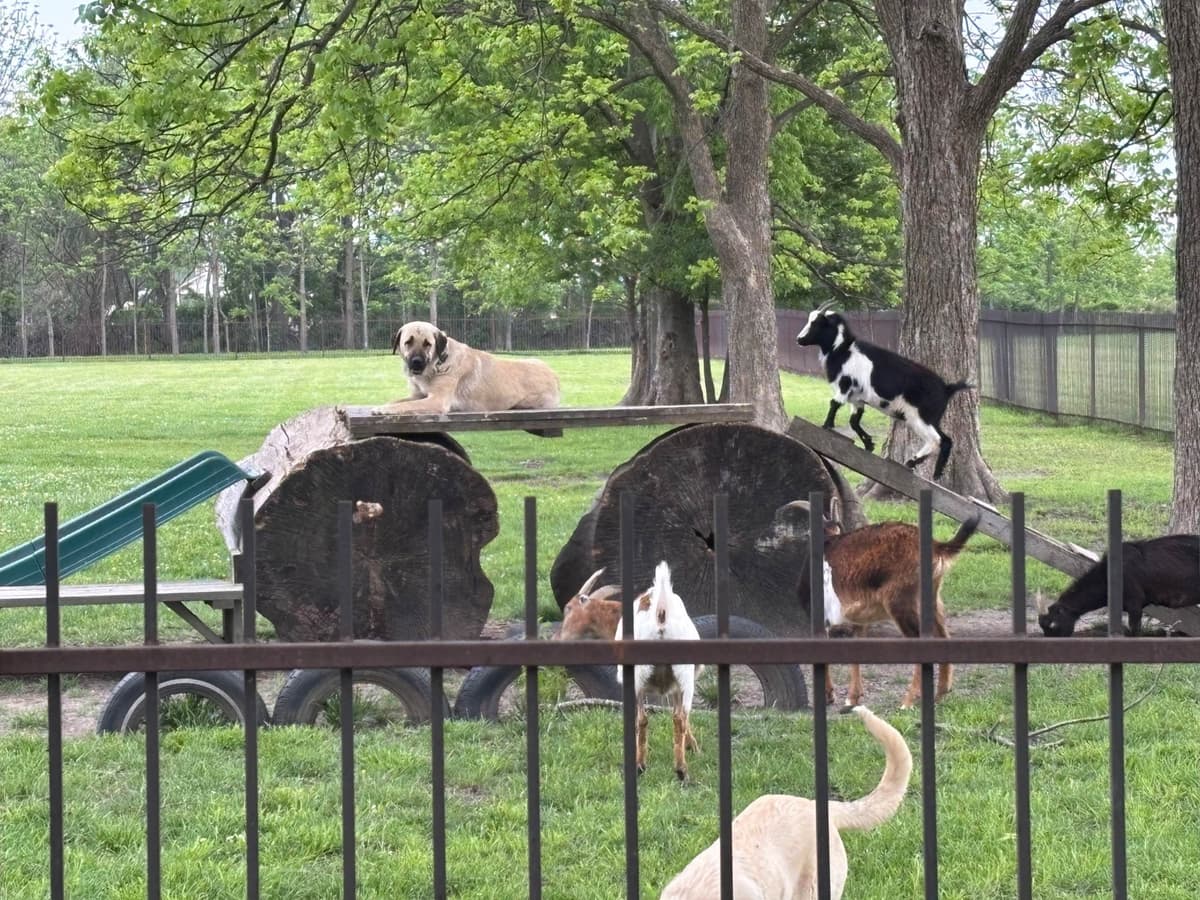 Anatolian Shepherd Dog Puppies breeder image 2