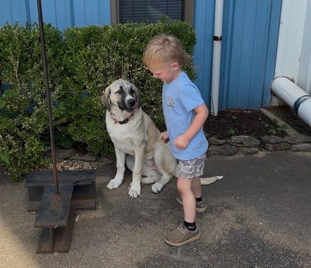 Anatolian Shepherd Dog Puppies media 2