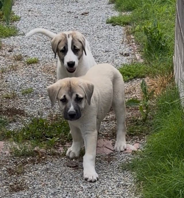 Anatolian Shepherd Dog Puppies media 3