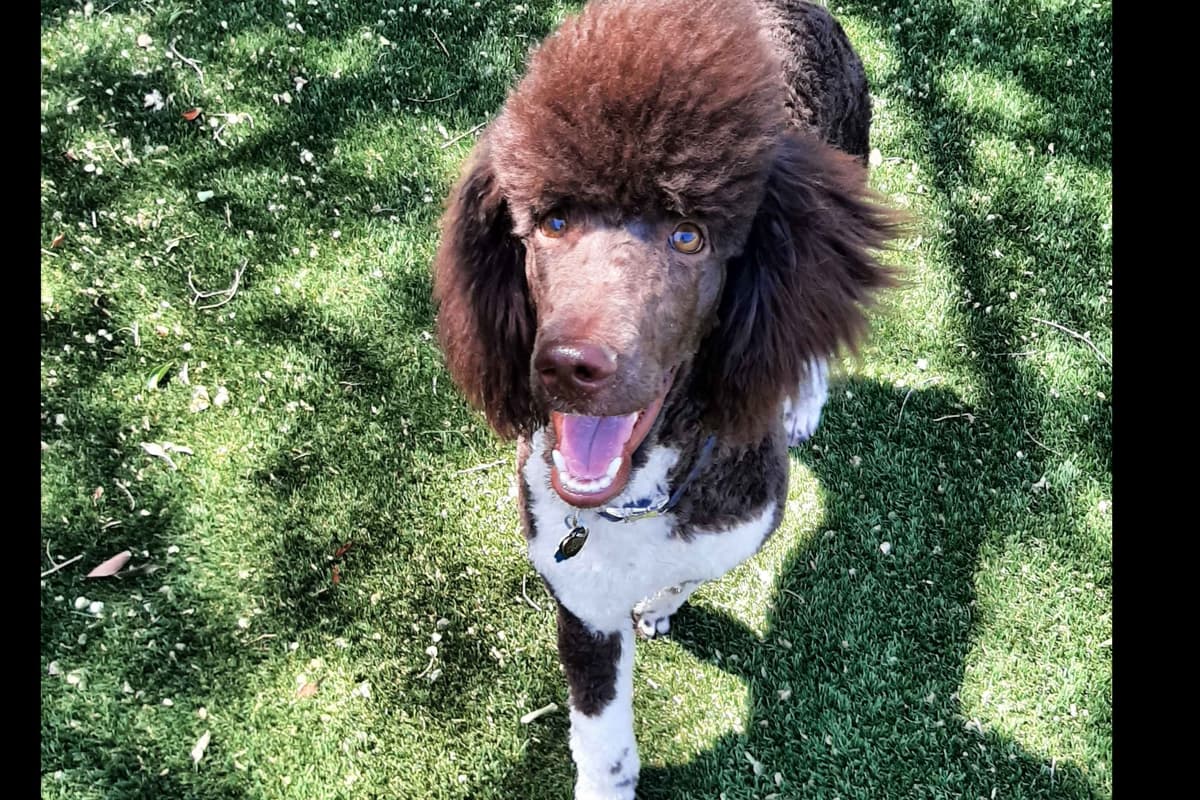 Poodle Puppies breeder image 1