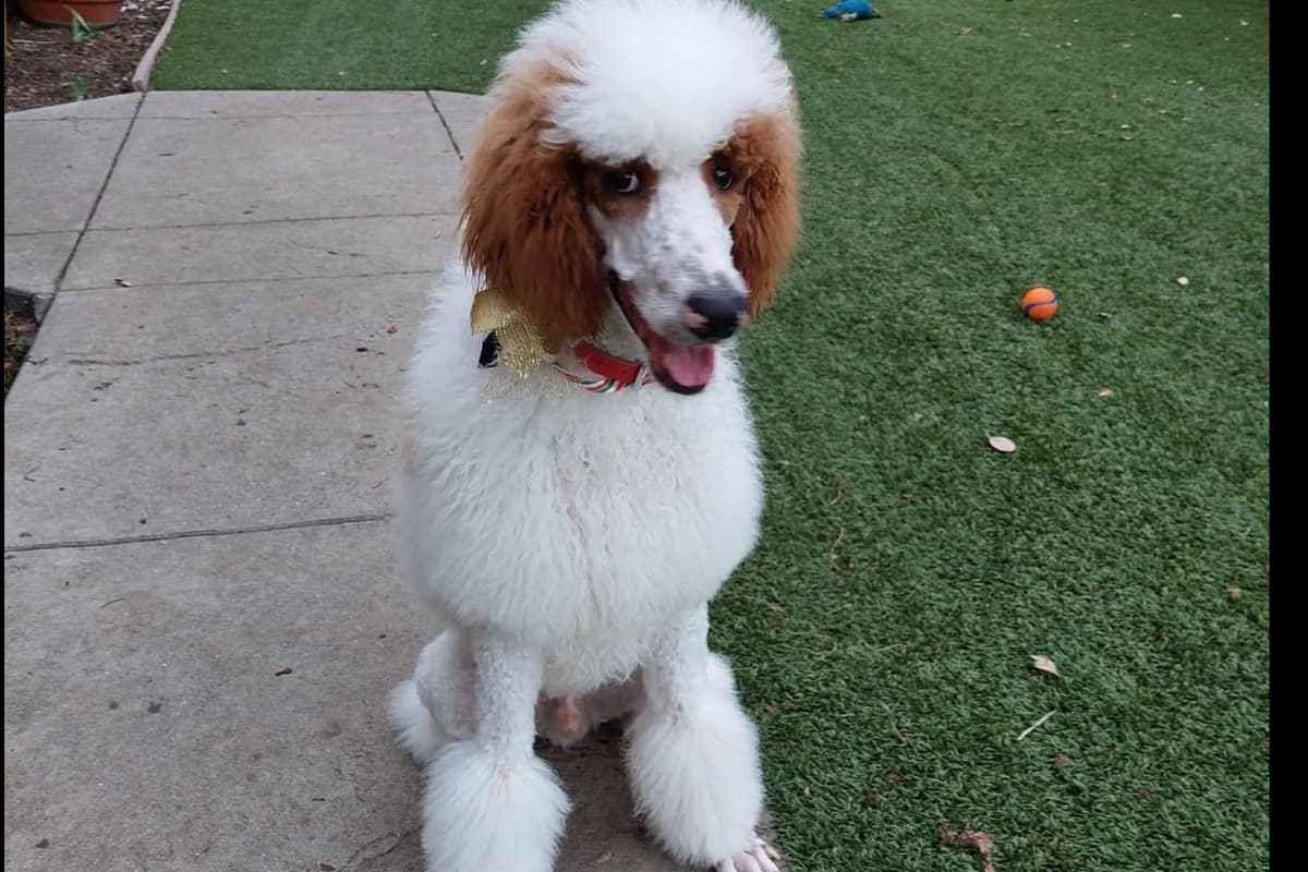Poodle Puppies breeder image 2