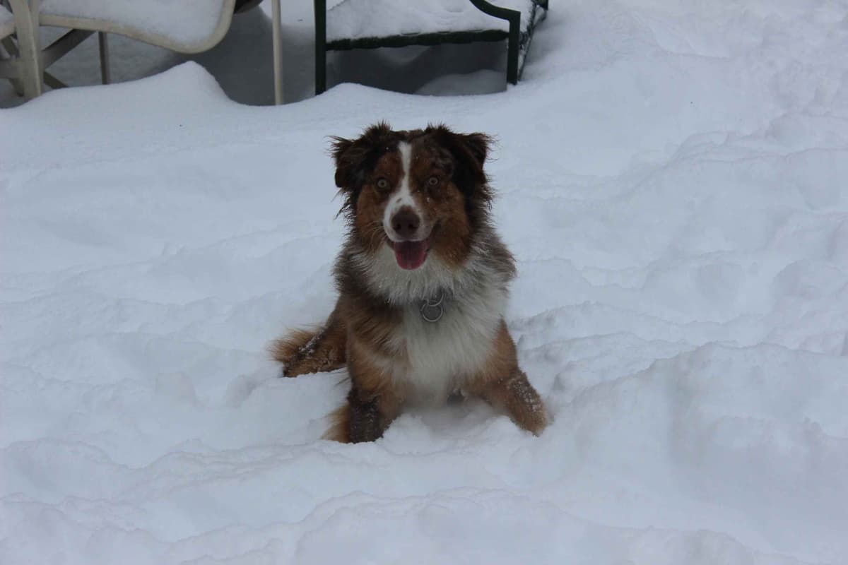 Australian Shepherd Puppies - Ready now breeder image 1