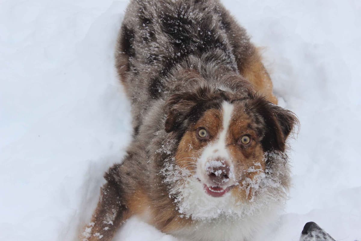 Australian Shepherd Puppies - Ready now breeder image 2