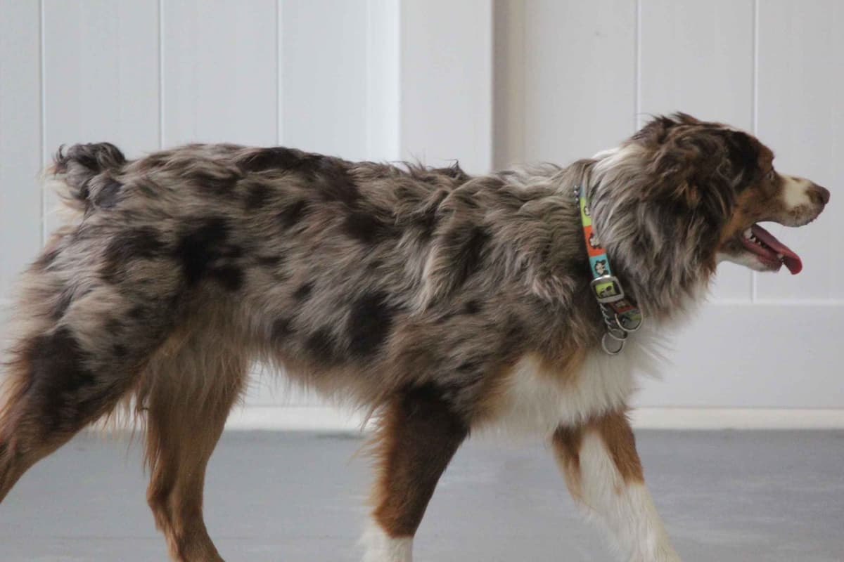 Australian Shepherd Puppies - Ready now breeder image 3
