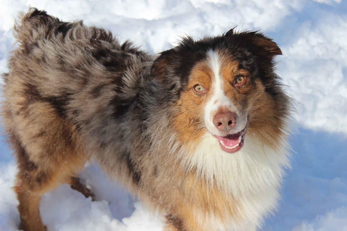Australian Shepherd Puppies - Ready now breeder image 4