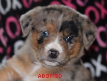 Australian Shepherd Puppies - Ready now breeder image 6