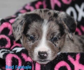 Australian Shepherd Puppies - Ready now breeder image 5