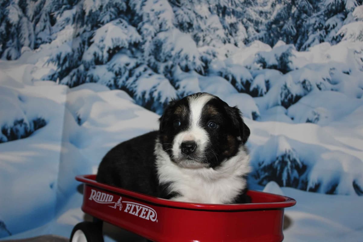 Australian Shepherd Puppies - Ready now breeder image 7