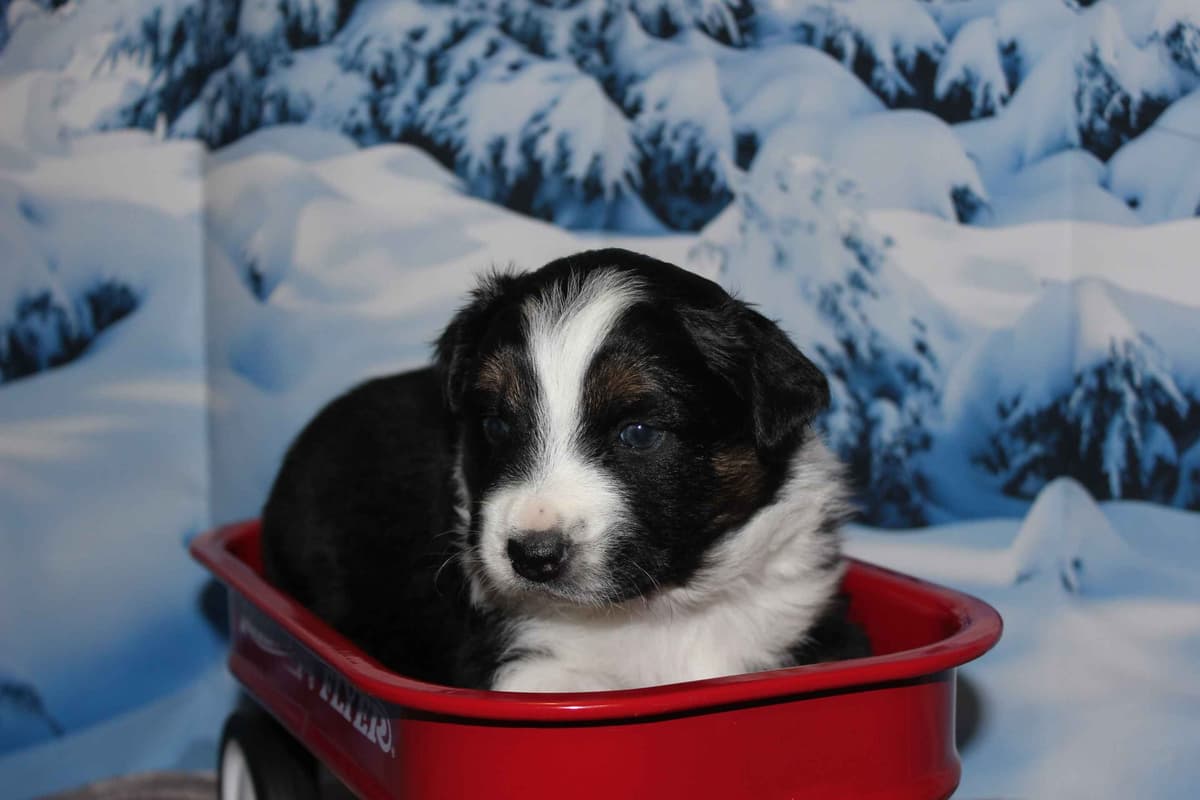 Australian Shepherd Puppies - Ready now breeder image 8