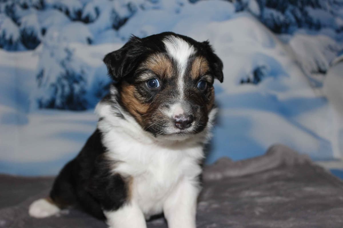 Australian Shepherd Puppies - Ready now breeder image 9