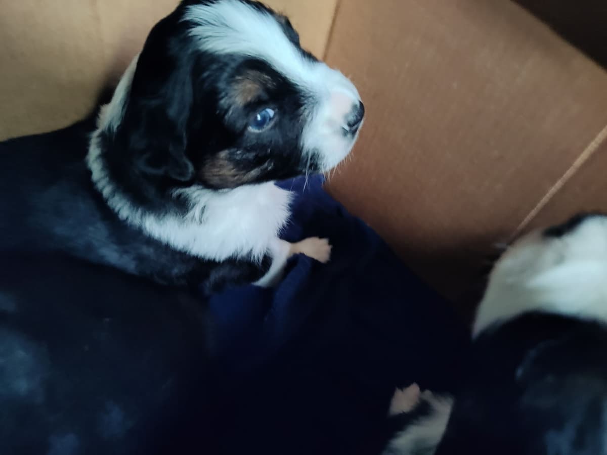 Australian Shepherd Puppies - Ready now breeder image 10