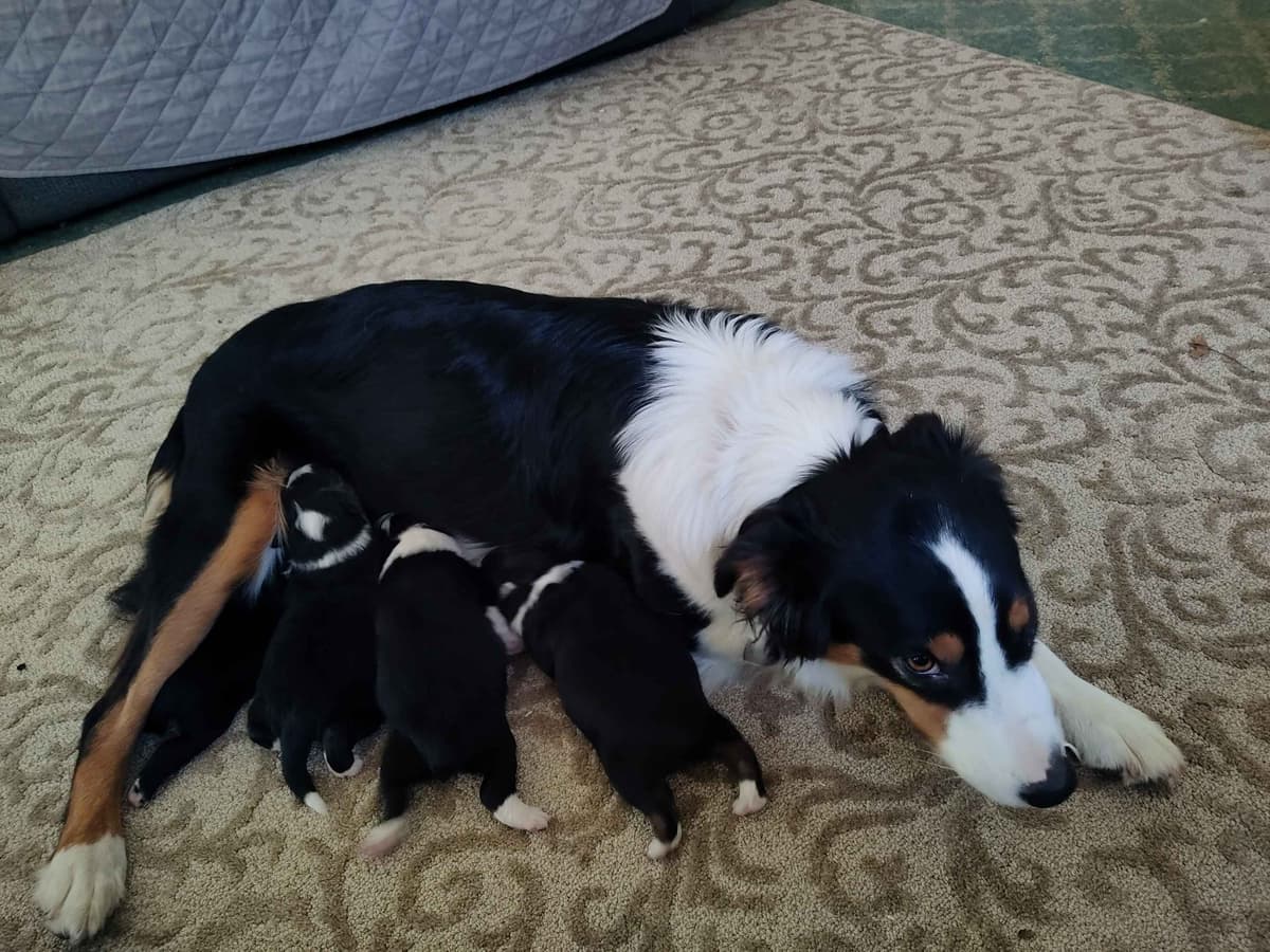 Australian Shepherd Puppies - Ready now breeder image 11
