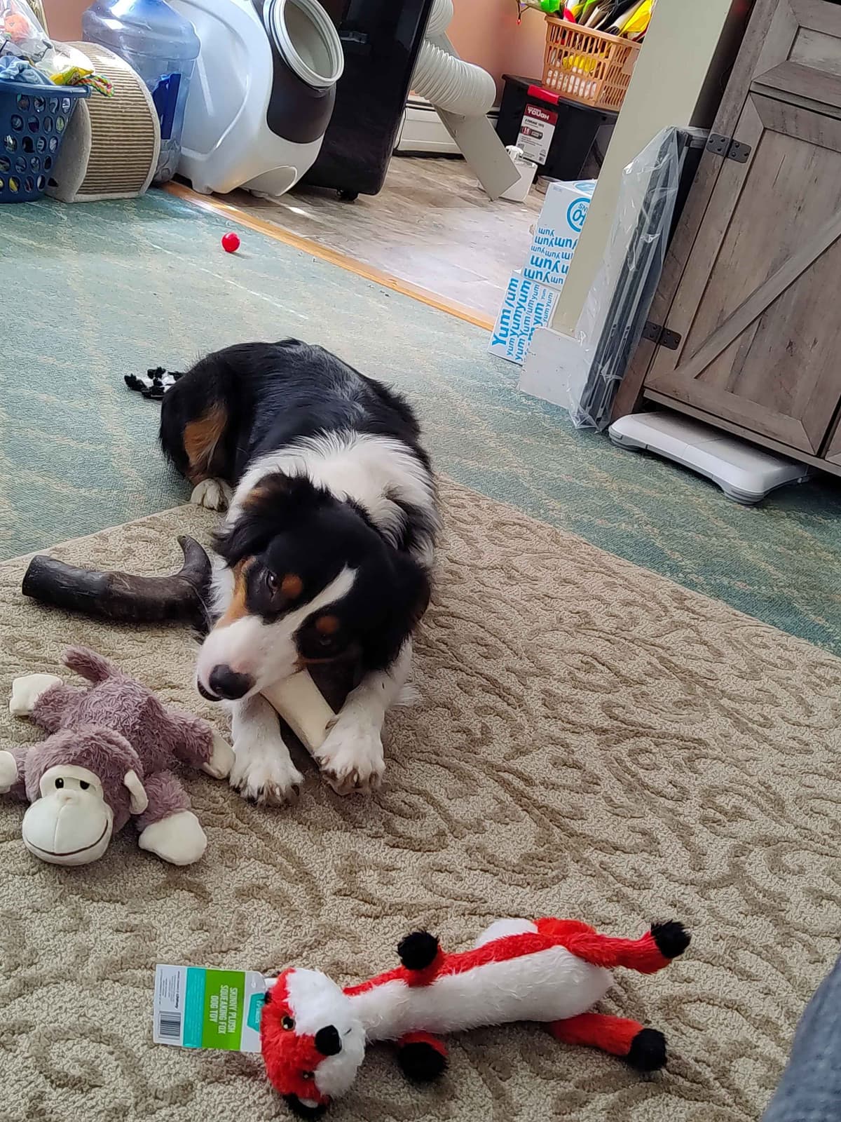 Australian Shepherd Puppies - Ready now breeder image 14
