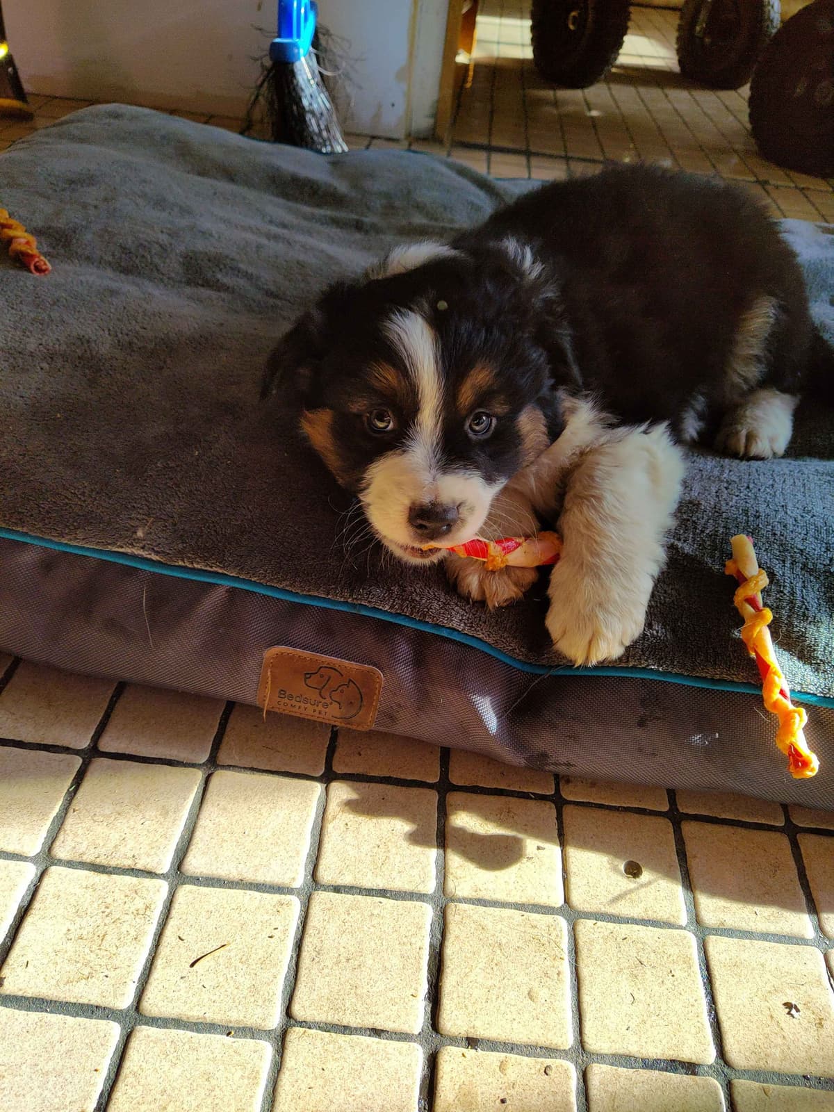 Australian Shepherd Puppies - Ready now breeder image 13