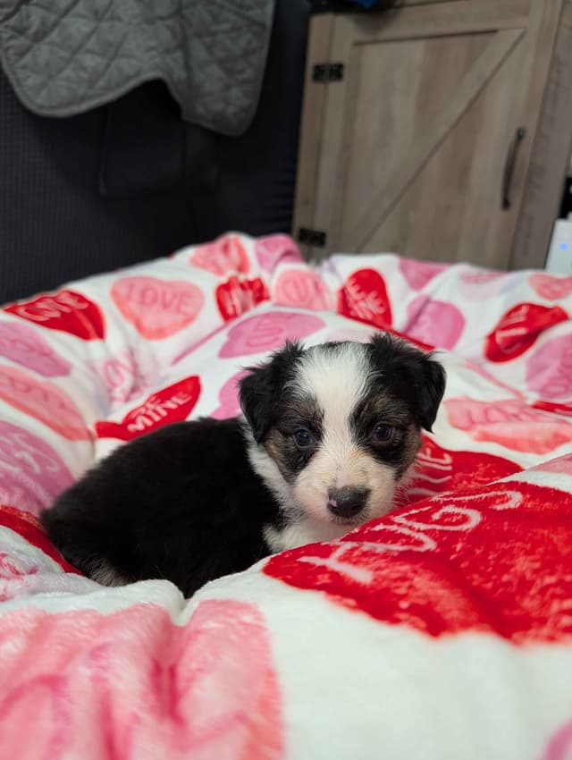 Australian Shepherd Puppies - Ready now media 2
