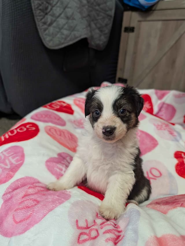 Australian Shepherd Puppies - Ready now media 3