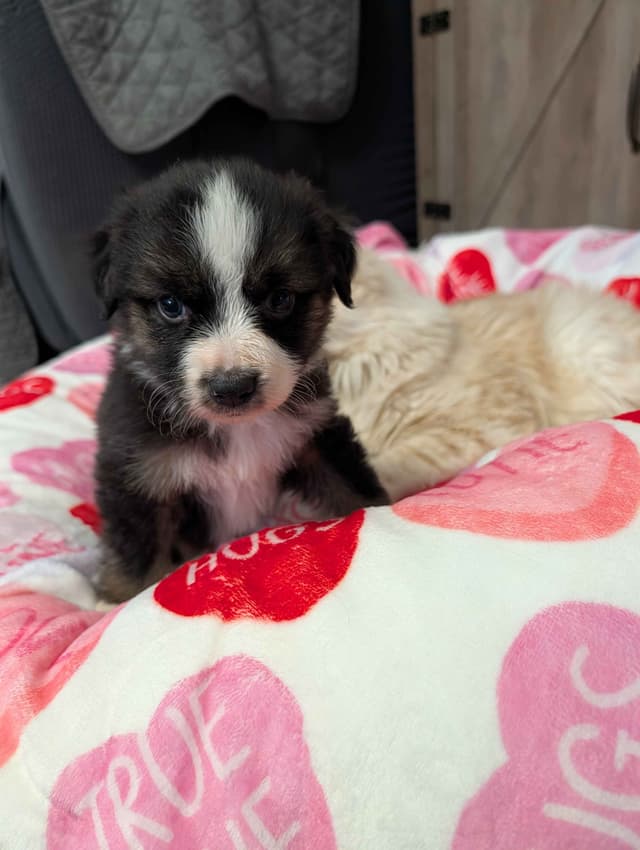 Australian Shepherd Puppies - Ready now media 4