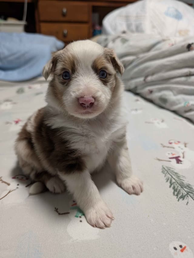 Australian Shepherd Puppies - Ready now media 5