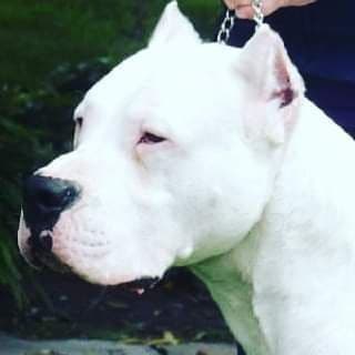 Dogo Argentino Puppies Champion Health Tested Parents. breeder image 4