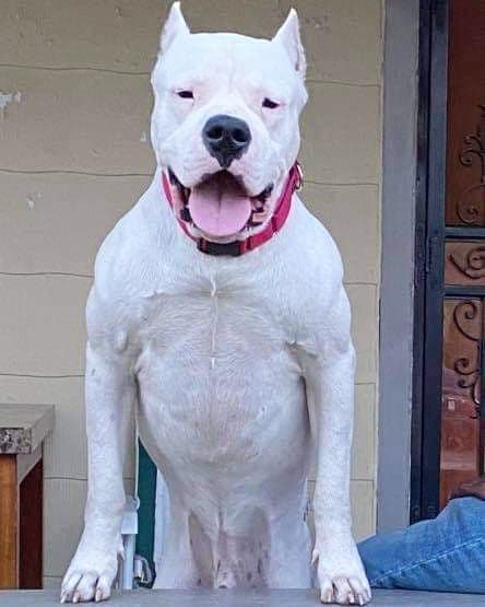 Dogo Argentino Puppies Champion Health Tested Parents. breeder image 5