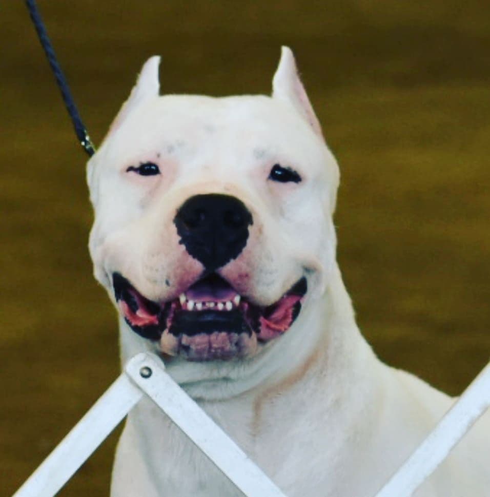 Dogo Argentino Puppies Champion Health Tested Parents. breeder image 6