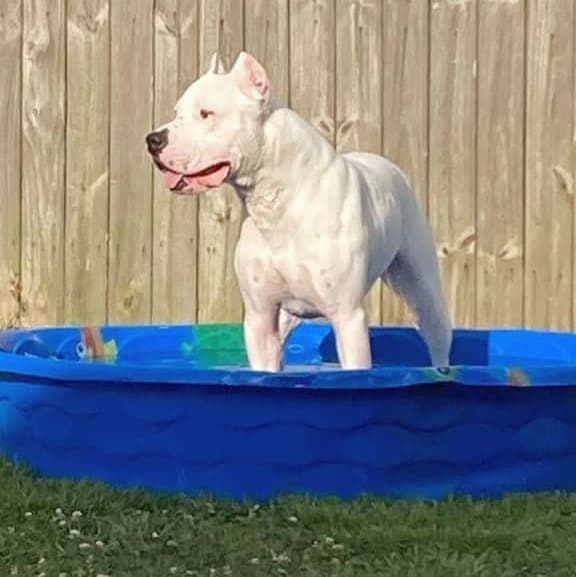 Dogo Argentino Puppies Champion Health Tested Parents. breeder image 7