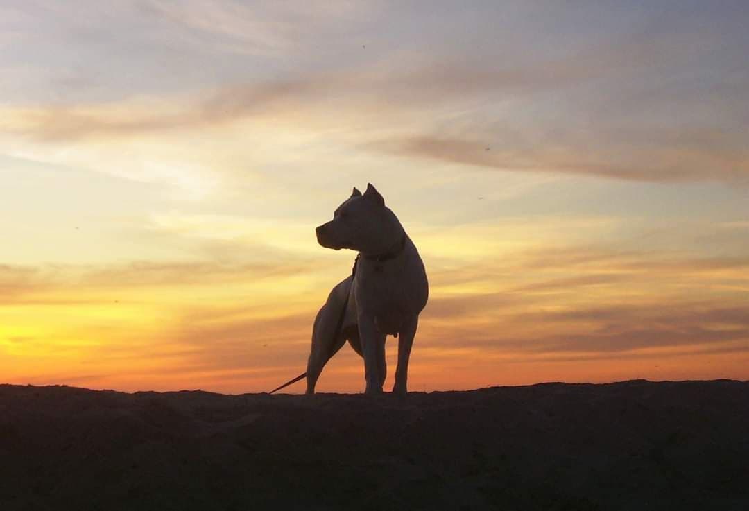 Dogo Argentino Puppies Champion Health Tested Parents. breeder image 3