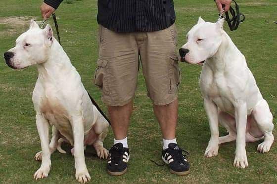 Dogo Argentino Puppies Champion Health Tested Parents. breeder image 8