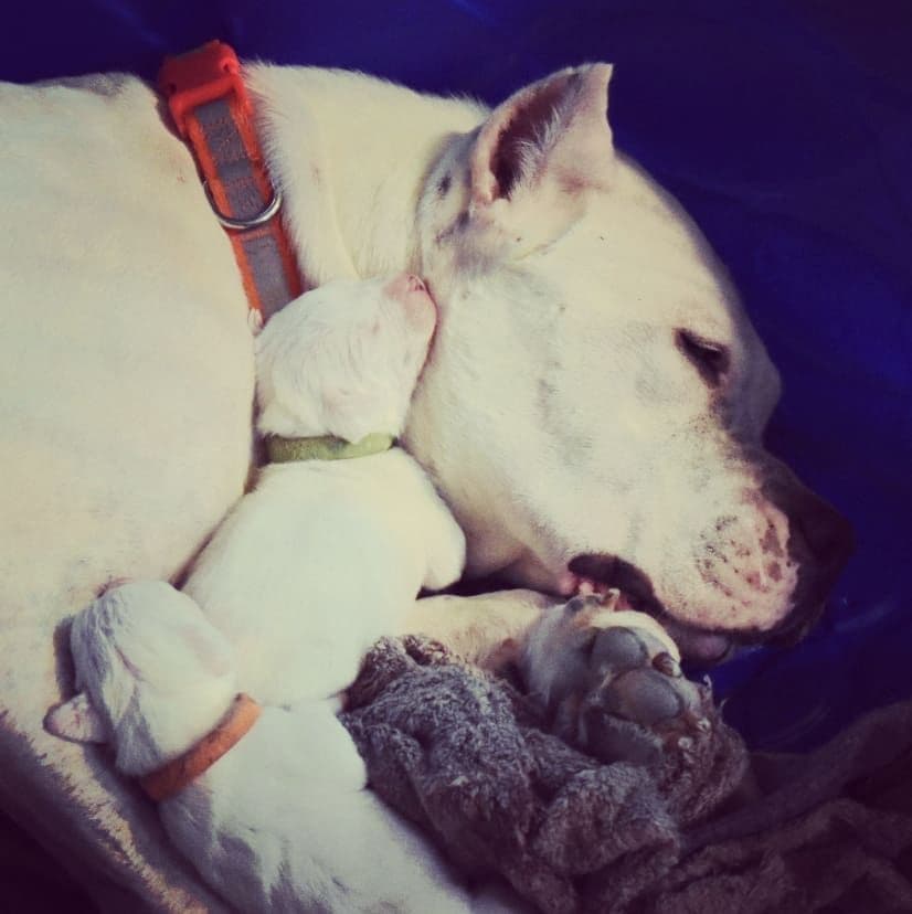 Dogo Argentino Puppies Champion Health Tested Parents. breeder image 9