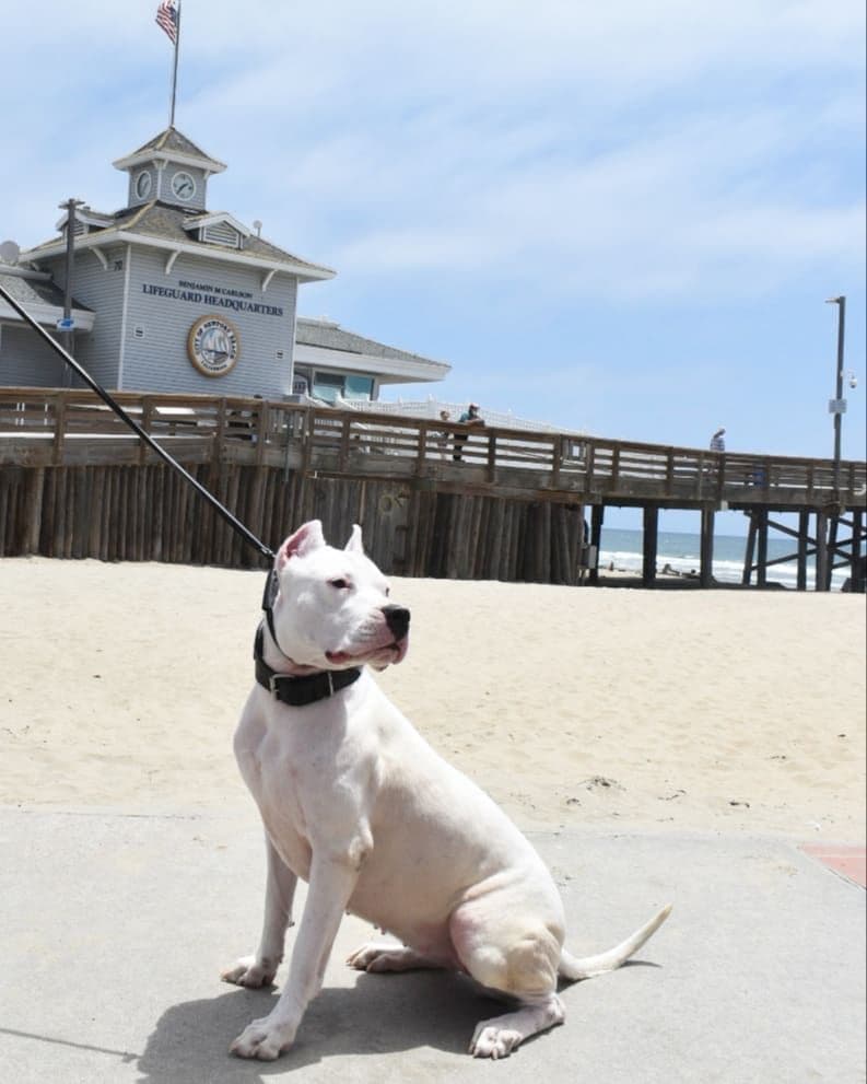 Dogo Argentino Puppies Champion Health Tested Parents. breeder image 10