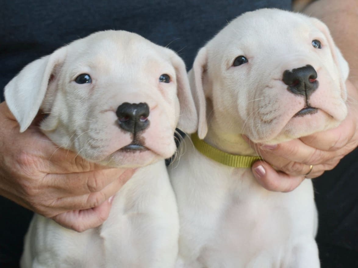 Dogo Argentino Puppies Champion Health Tested Parents. breeder image 12