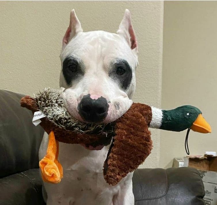 Dogo Argentino Puppies Champion Health Tested Parents. breeder image 11