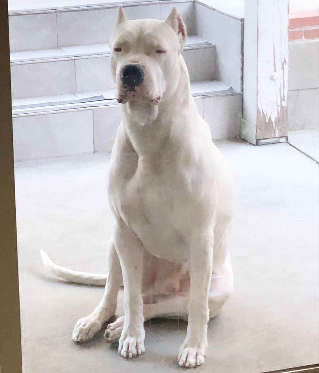 Dogo Argentino Puppies Champion Health Tested Parents. breeder image 13