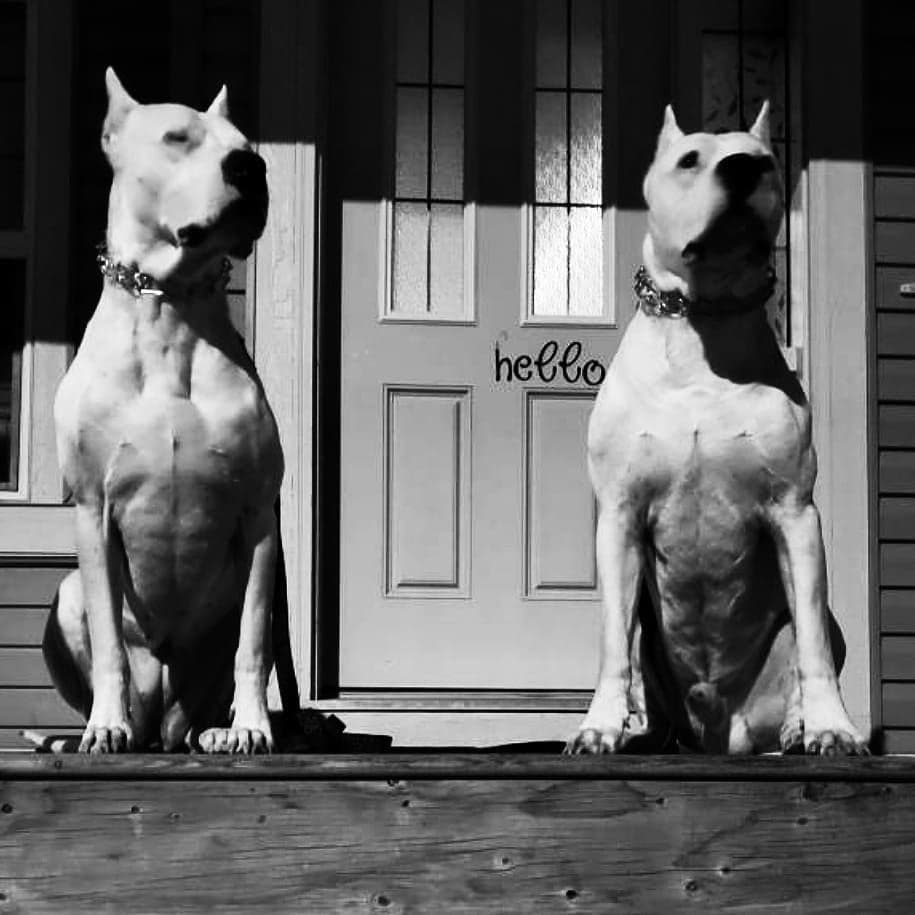 Dogo Argentino Puppies Champion Health Tested Parents. breeder image 14