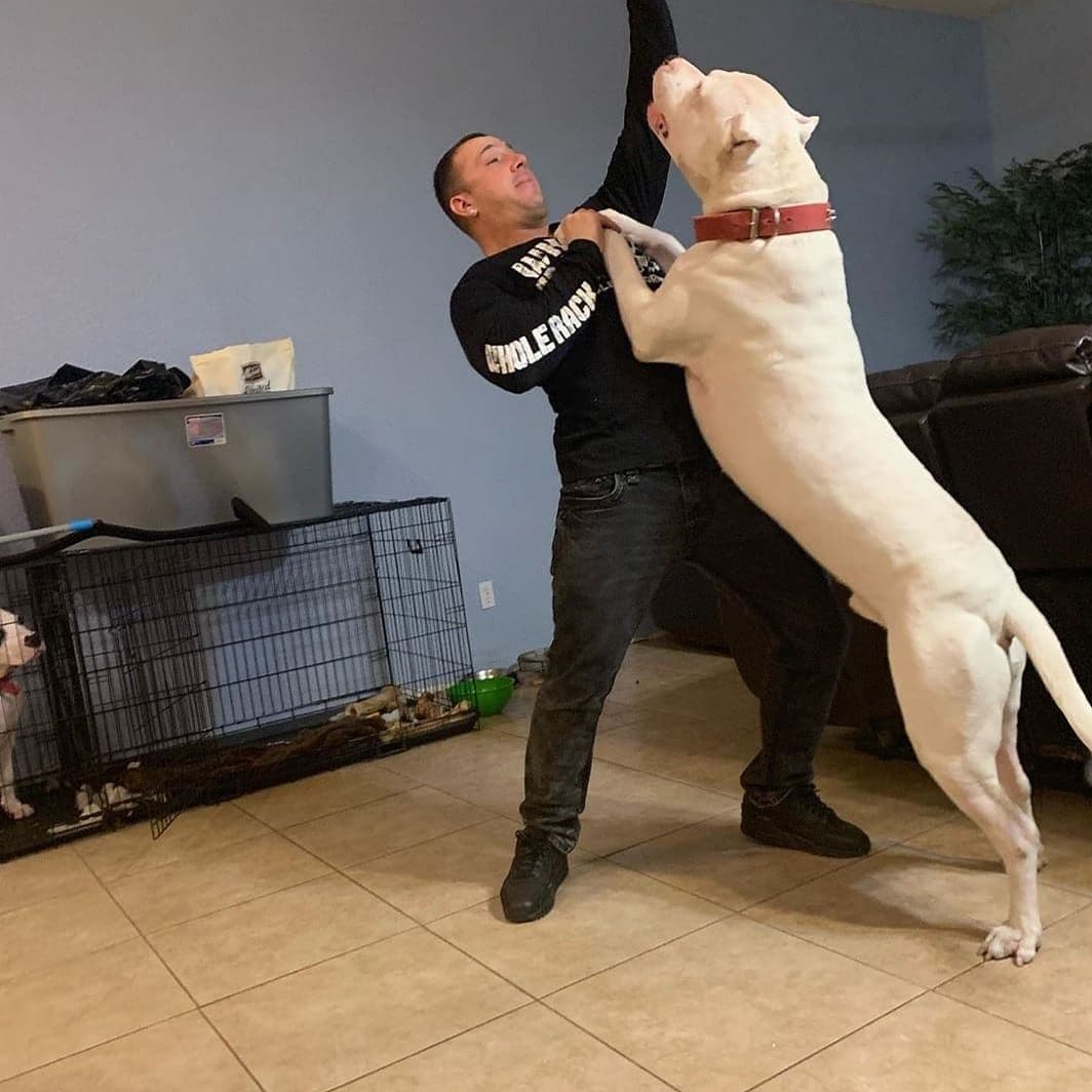 Dogo Argentino Puppies Champion Health Tested Parents. breeder image 15