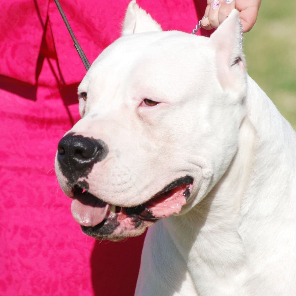 Dogo Argentino Puppies Champion Health Tested Parents. breeder image 16