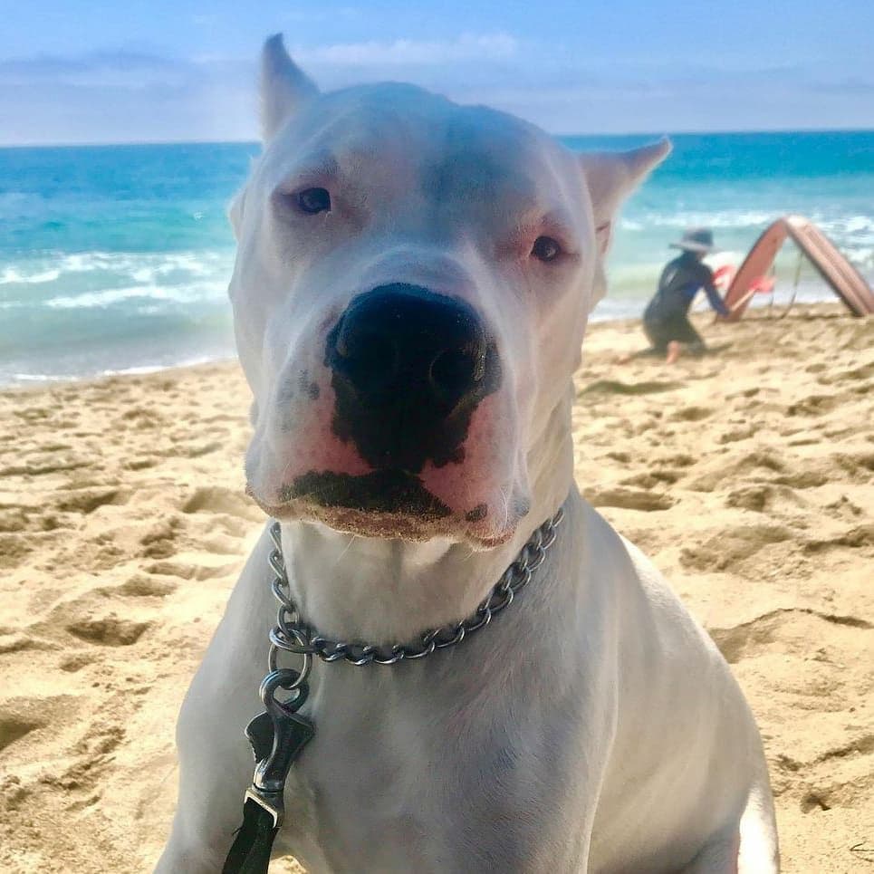 Dogo Argentino Puppies Champion Health Tested Parents. breeder image 17