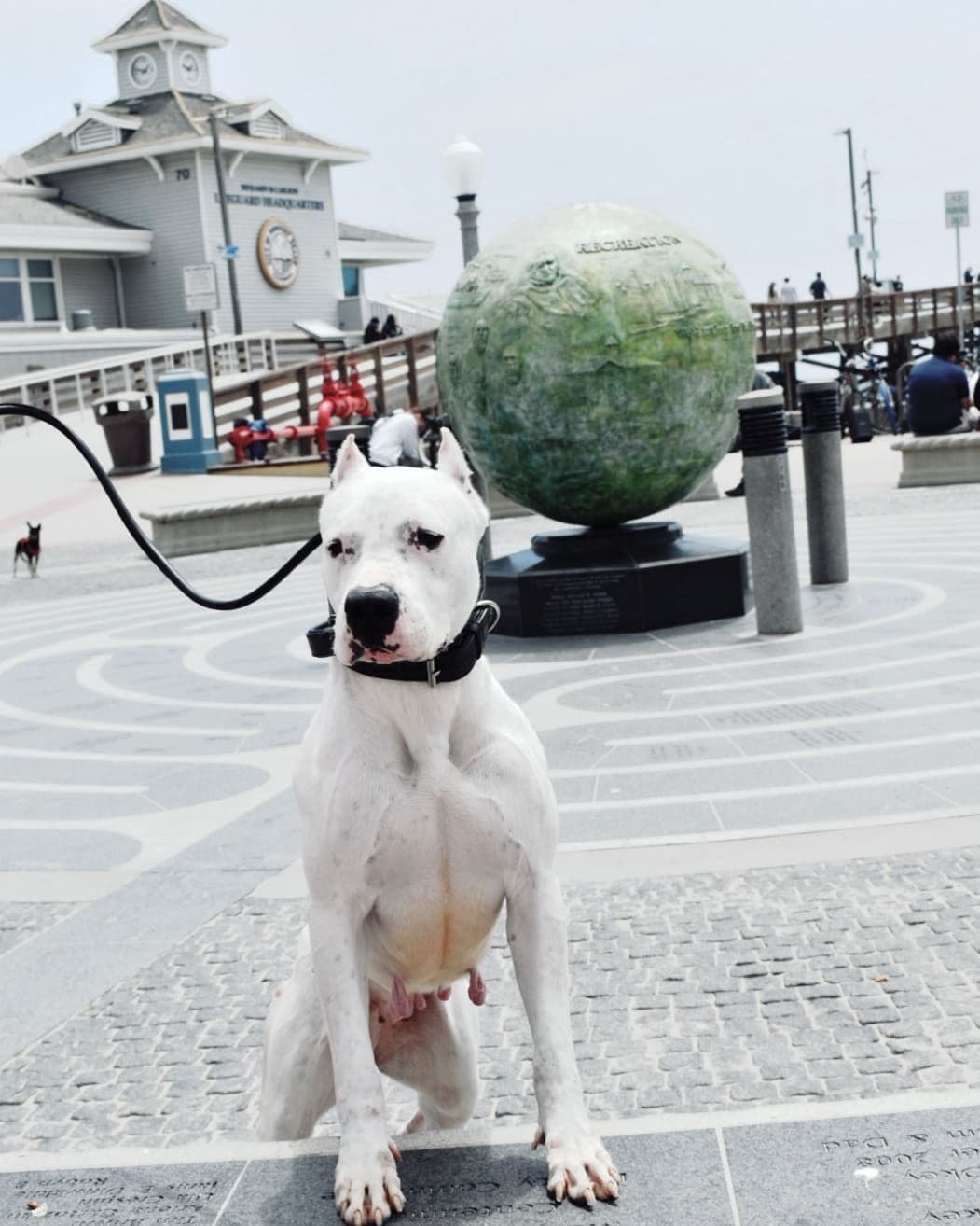 Dogo Argentino Puppies Champion Health Tested Parents. breeder image 19
