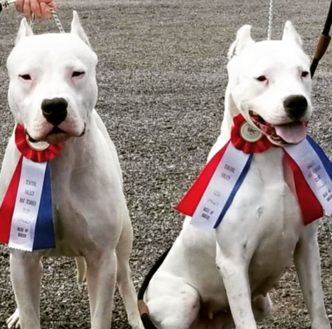 Dogo Argentino Puppies Champion Health Tested Parents. breeder image 20