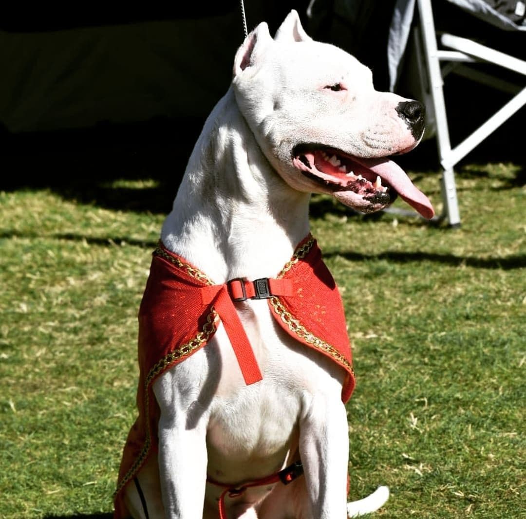 Dogo Argentino Puppies Champion Health Tested Parents. breeder image 21