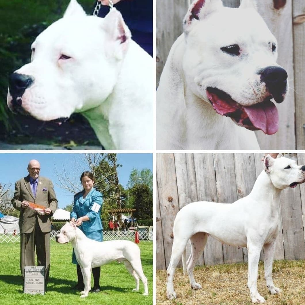 Dogo Argentino Puppies Champion Health Tested Parents. breeder image 23