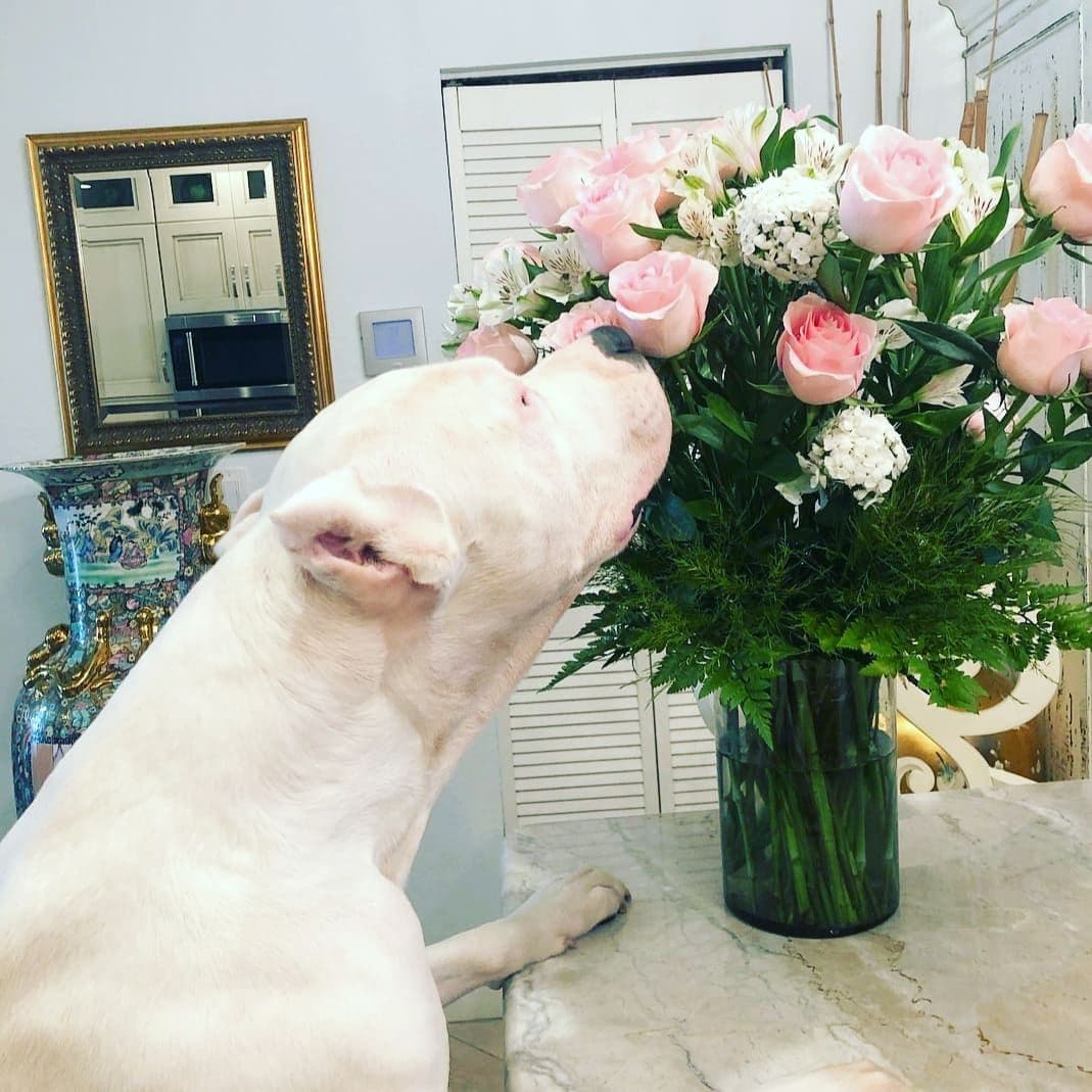 Dogo Argentino Puppies Champion Health Tested Parents. breeder image 24